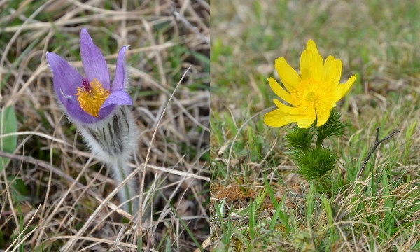 Symposion Lindabrunn, Pulsatilla grandis und Adonis vernalis