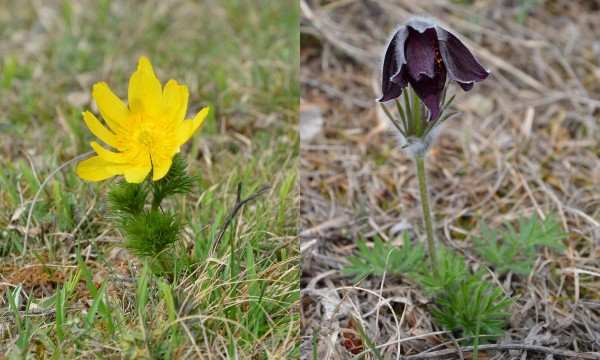 Symposion Lindabrunn, Adonis vernalis und Pulsatilla pratensis ssp. nigricans